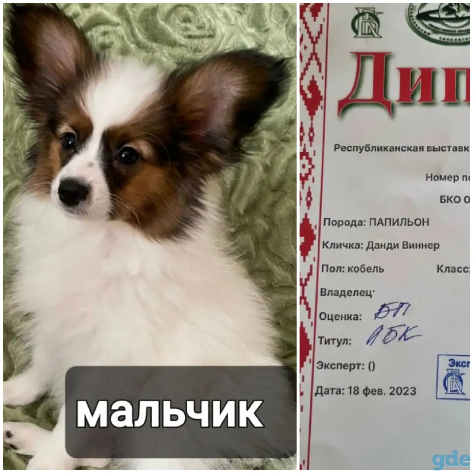 Щенки папильона, фотография 3