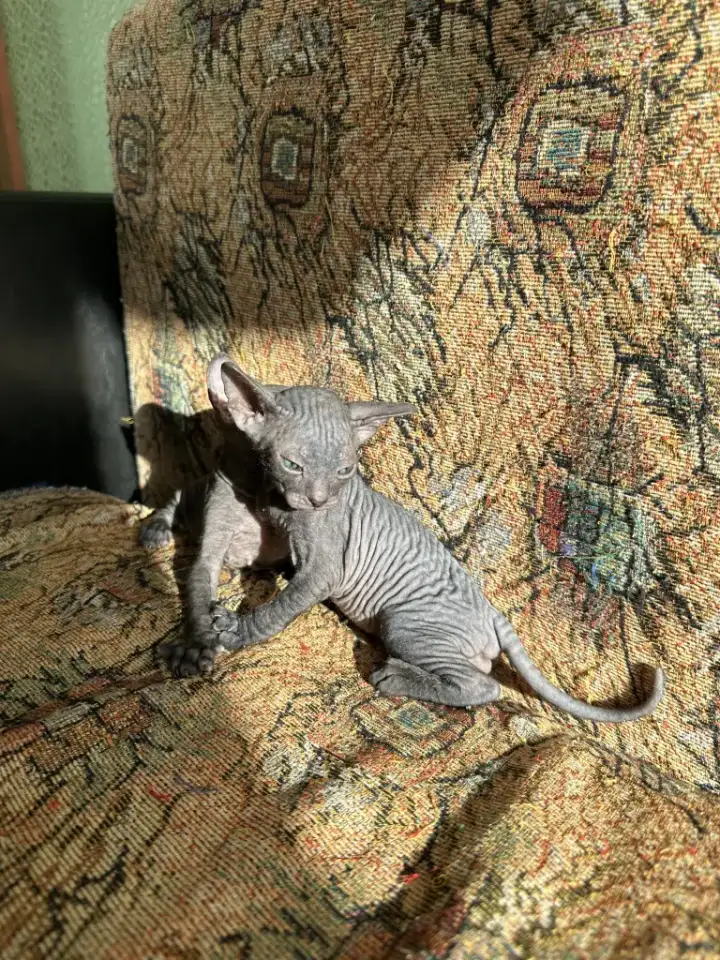 Котятки донского сфинкса, фотография 5