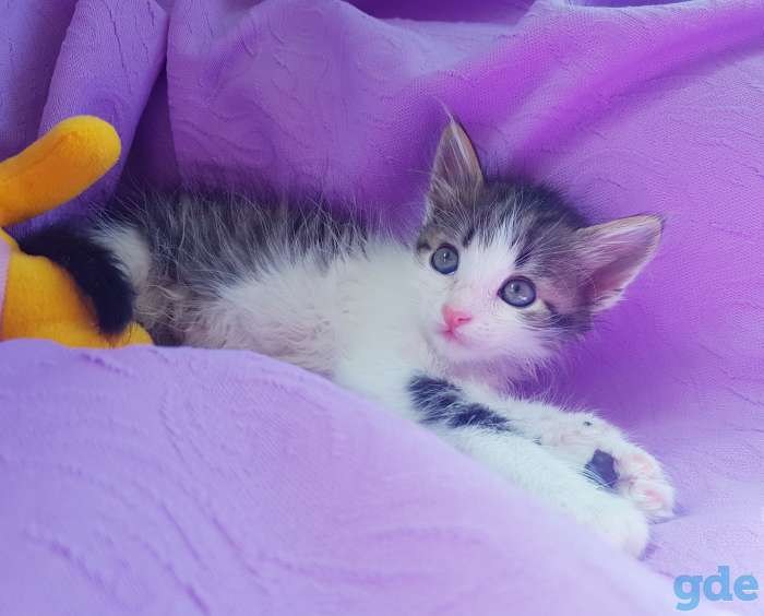 Котята бесплатно,коты., фотография 7