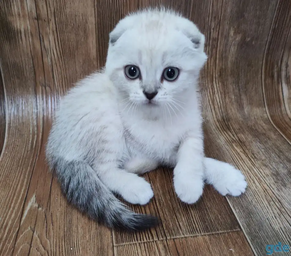 Шотландские котята, фотография 6