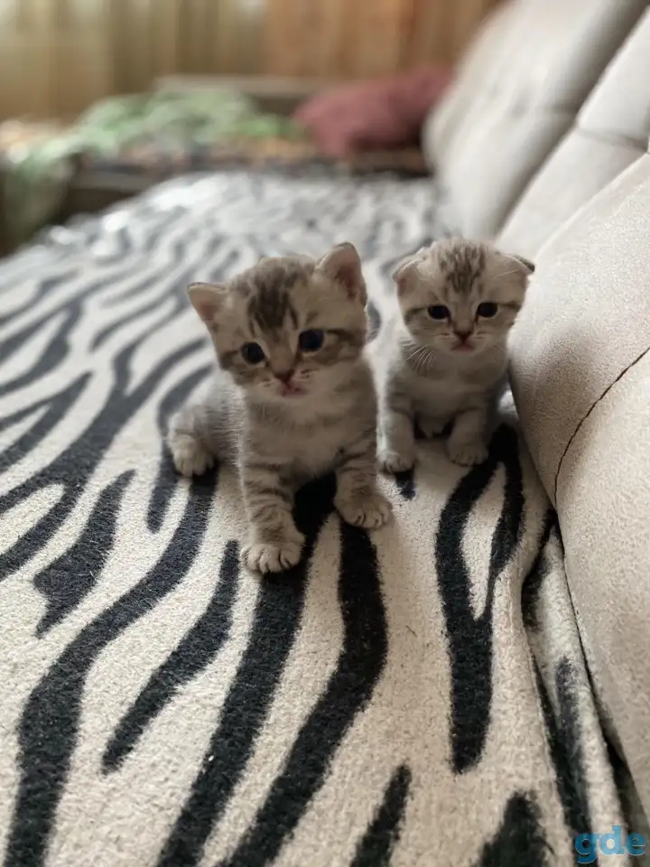 Продам шотландских котят, фотография 1