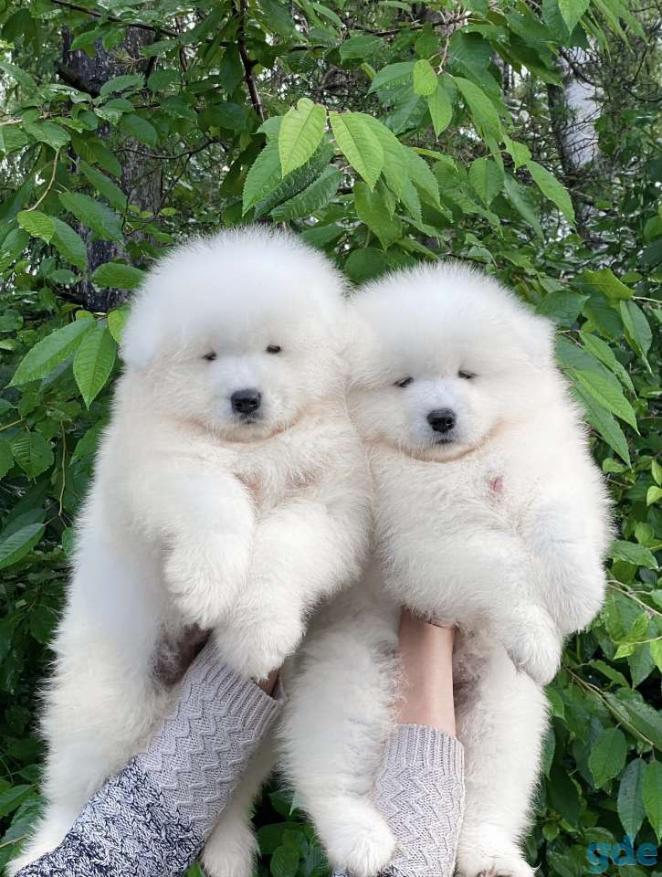 высокопородные щенки самоеда с шоу перспективой, фотография 1
