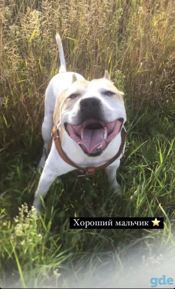 Питбуль Смарти 1.5года, фотография 1
