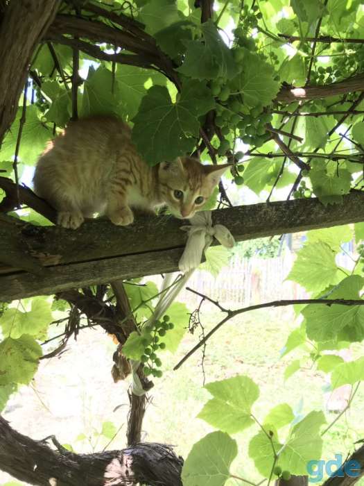 Котята в добрые руки, фотография 3
