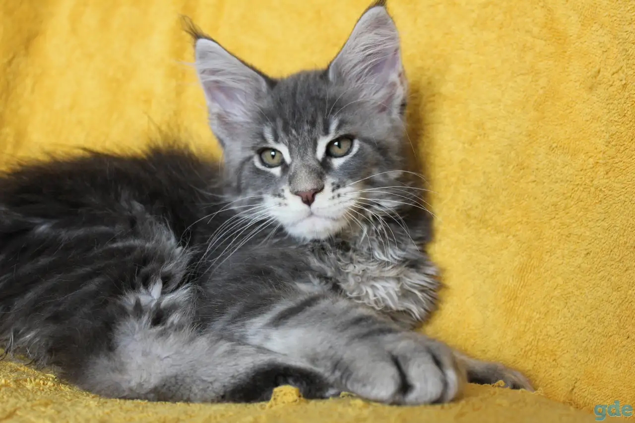 2 котенок Мейн кун, фотография 3