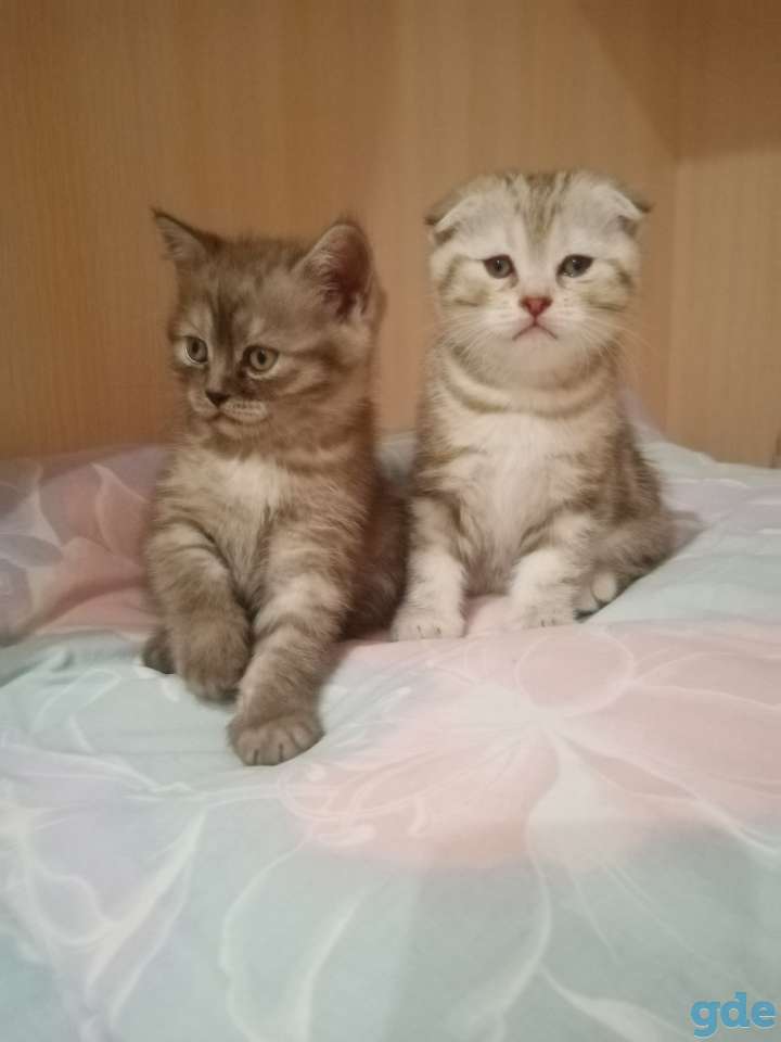Шотландские котята, фотография 2