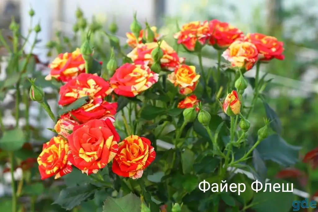 Саженцы розы спрей., фотография 8