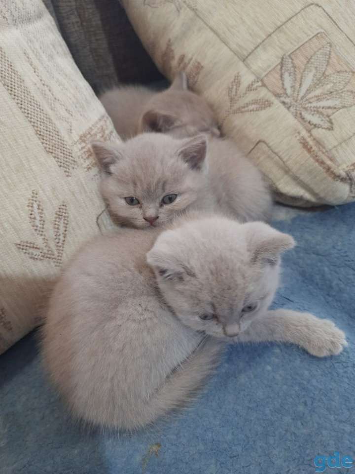 Котята, фотография 3