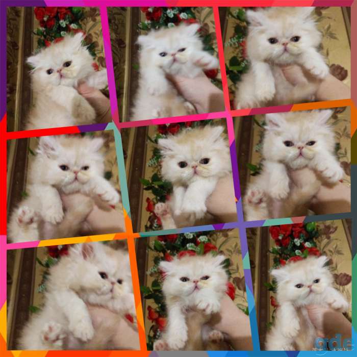 Персидские котята. Персы., фотография 8