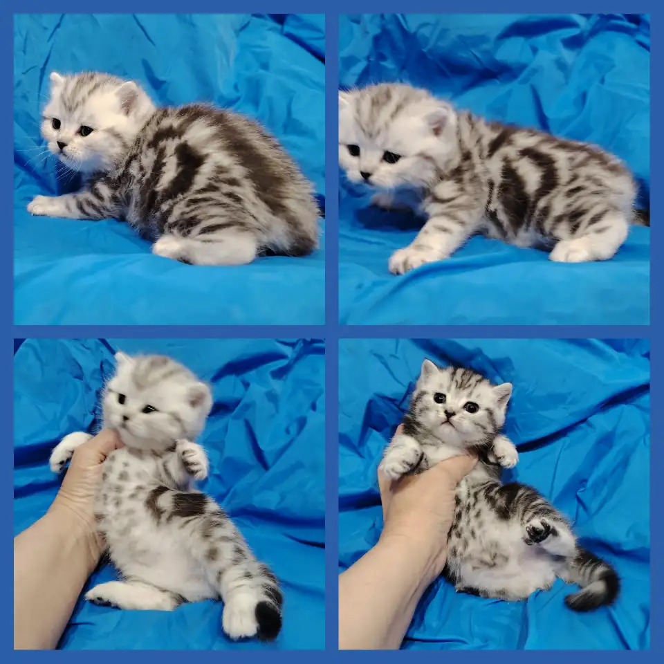 Котята мраморята, фотография 1