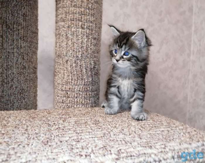 Котята мейн-кун, фотография 3