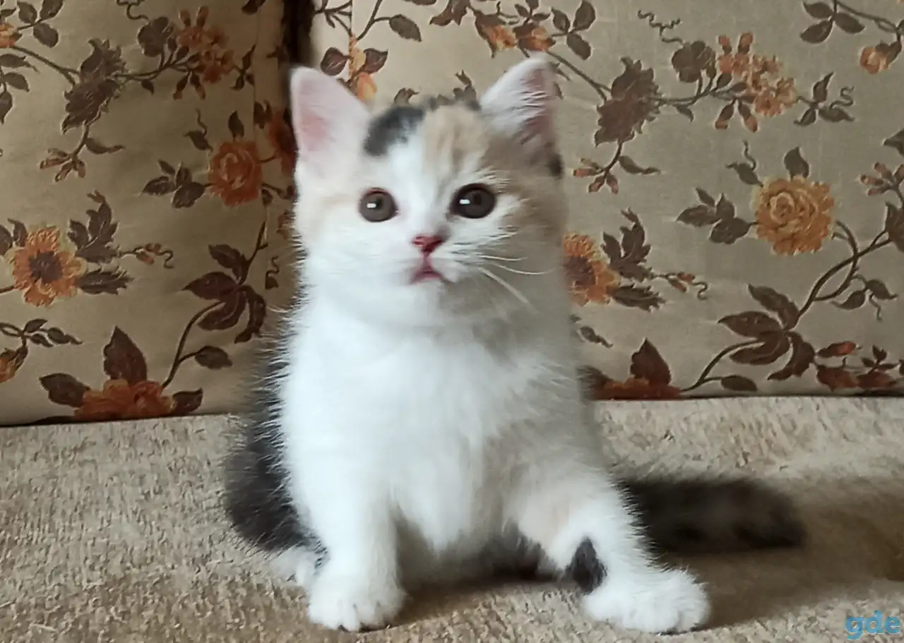 Шотландские котята яркого окраса, фотография 4