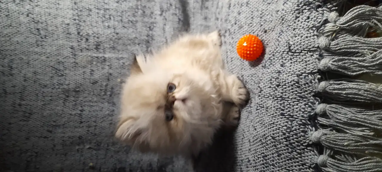 Котенок, фотография 2