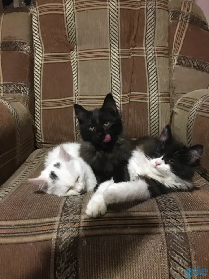 Котята подростки в дар, фотография 1