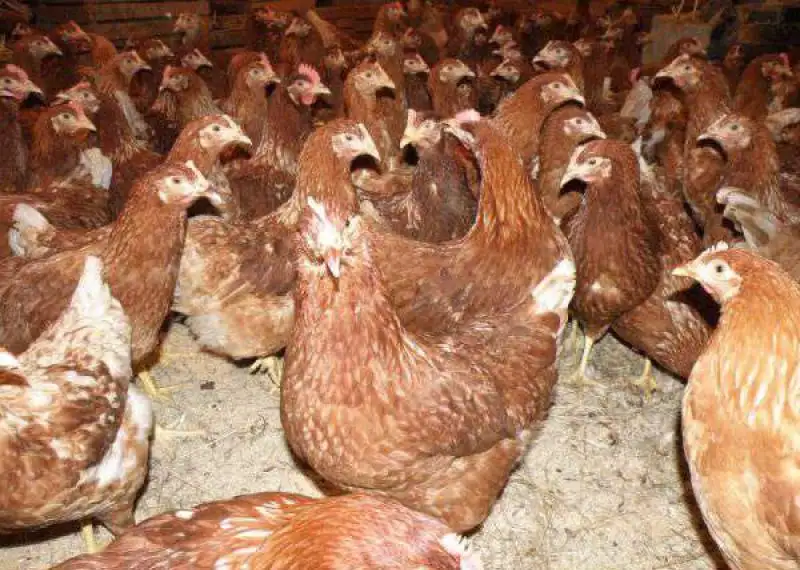 Продам кур несушек, фотография 1