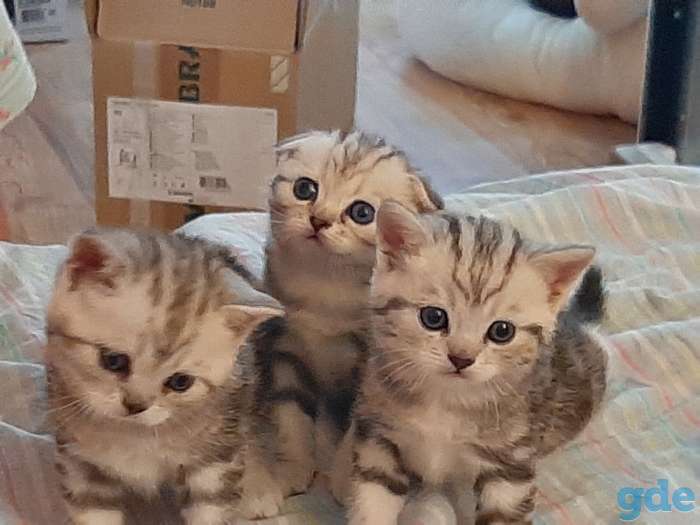 Шотландские котята, фотография 6