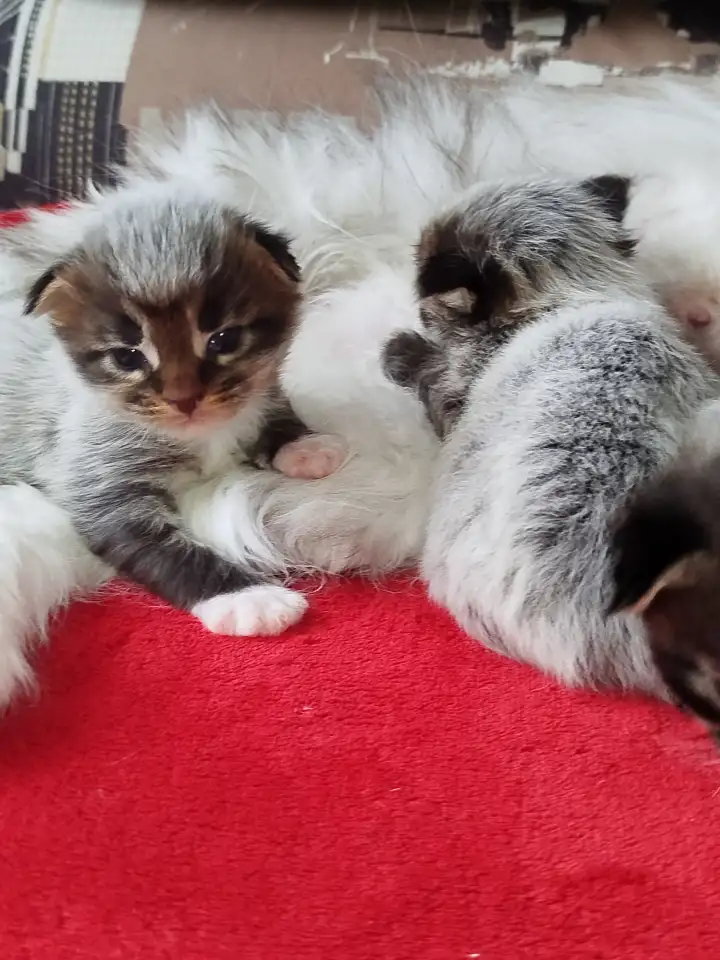 Котята мейн кун, фотография 5