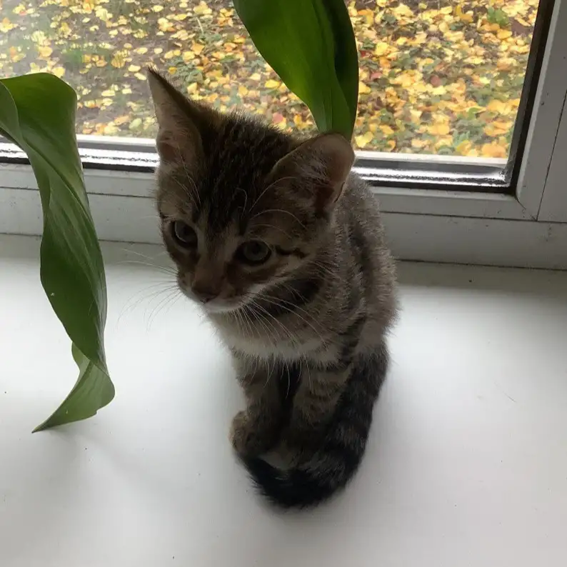 котёнок, фотография 3