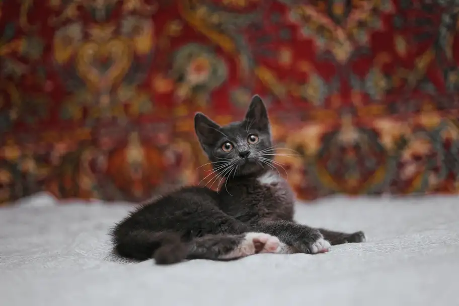 Нежный котенок Масик ищет дом!, фотография 14