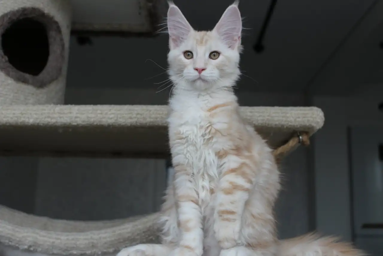 Мейн-кун котенок!, фотография 4