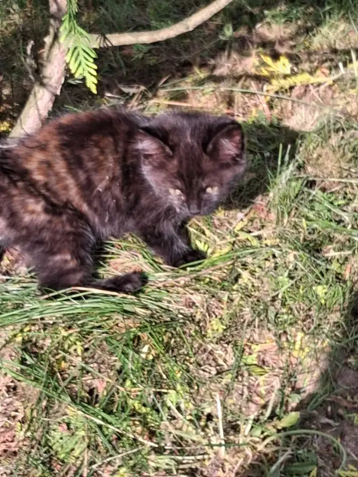 Котята в добрые руки, фотография 7