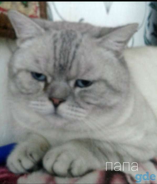 Шотландская кошечка, фотография 4