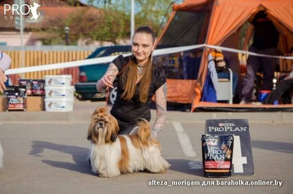 Шикарный кобель ши-тцу приглашает милых дам на вязку, фотография 1
