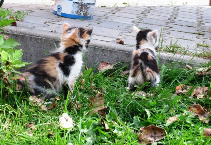 Домашние разномастные котята в добрые руки!, фотография 2