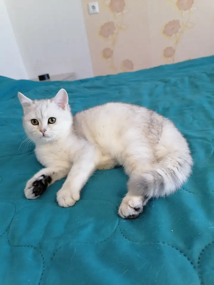 Британский котёнок, фотография 3
