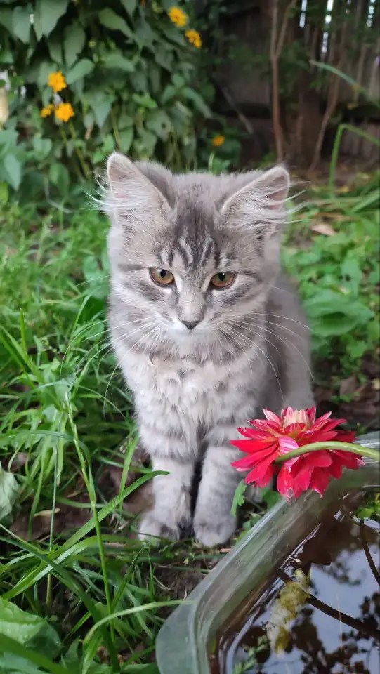 Класные котята, фотография 1