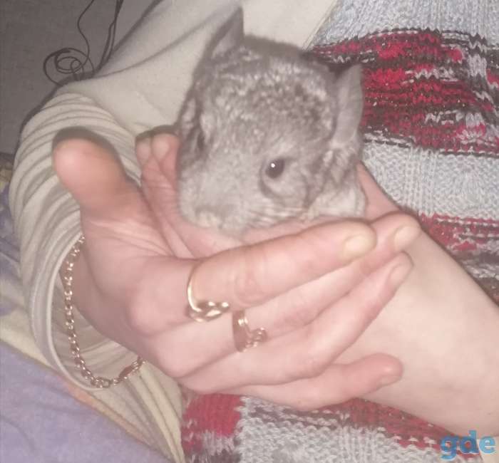 Шиншилла, фотография 1