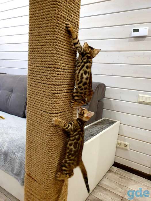 Бенгальские котята, фотография 4