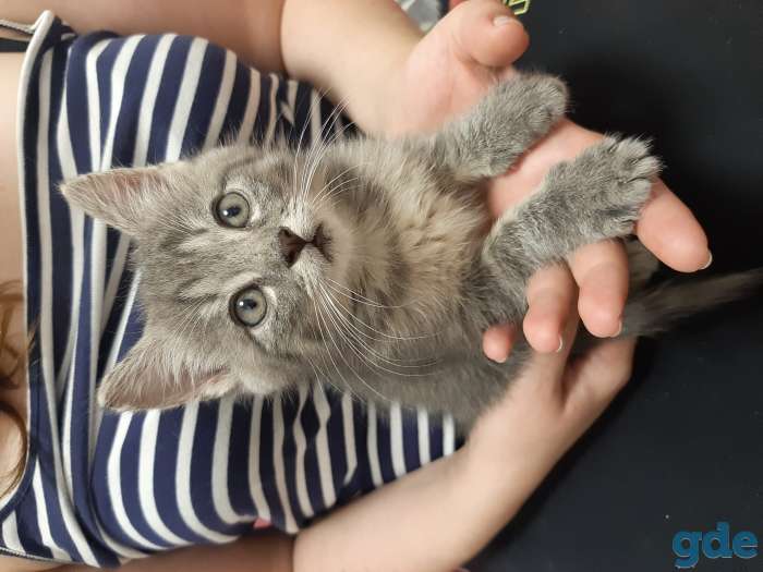 КОТЯТА в добрые руки, фотография 1