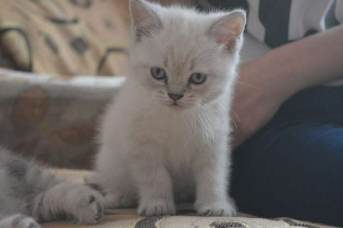 Британские котята, фотография 4