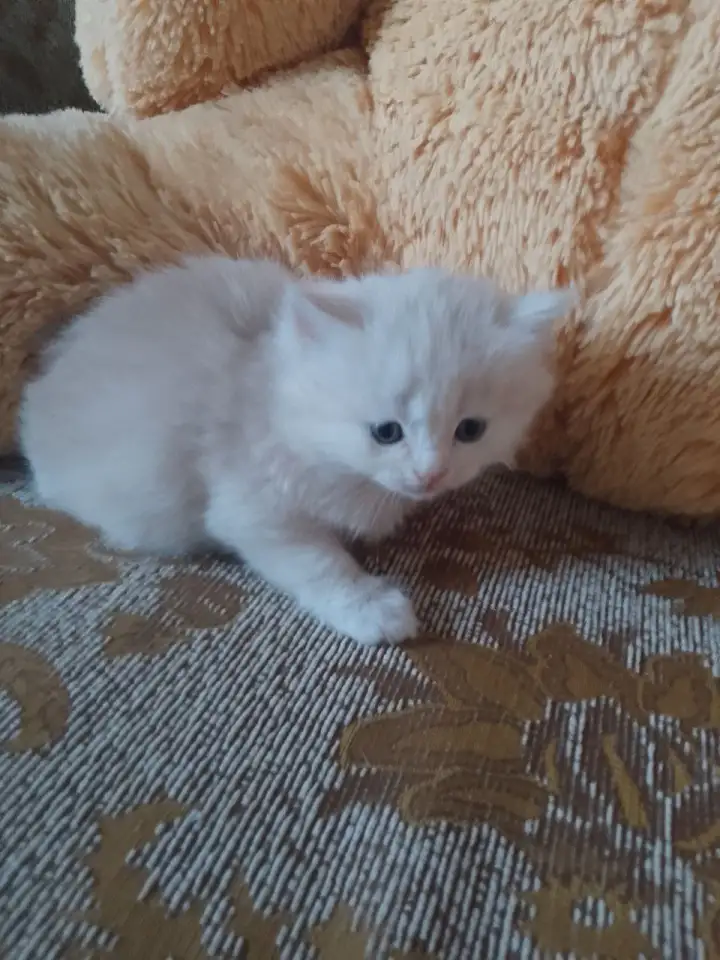 британские котята, фотография 2