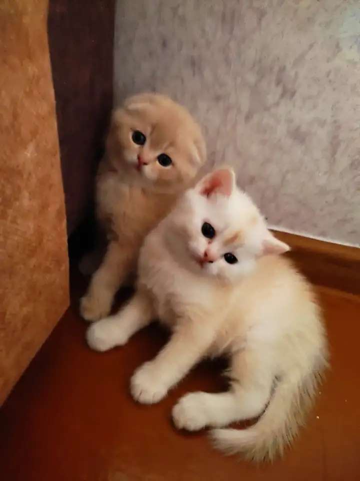 Шотландские котята, фотография 1
