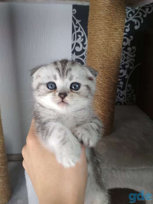 Шотландские котята, фотография 2