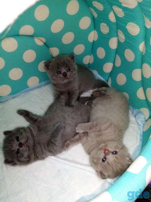Шотландские котята. Бронирование., фотография 2