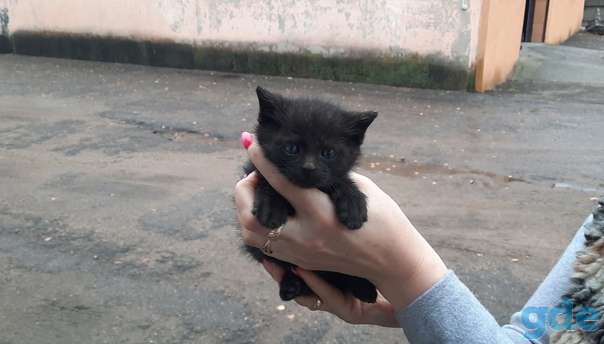 Котята ищут дом или передержку, фотография 1