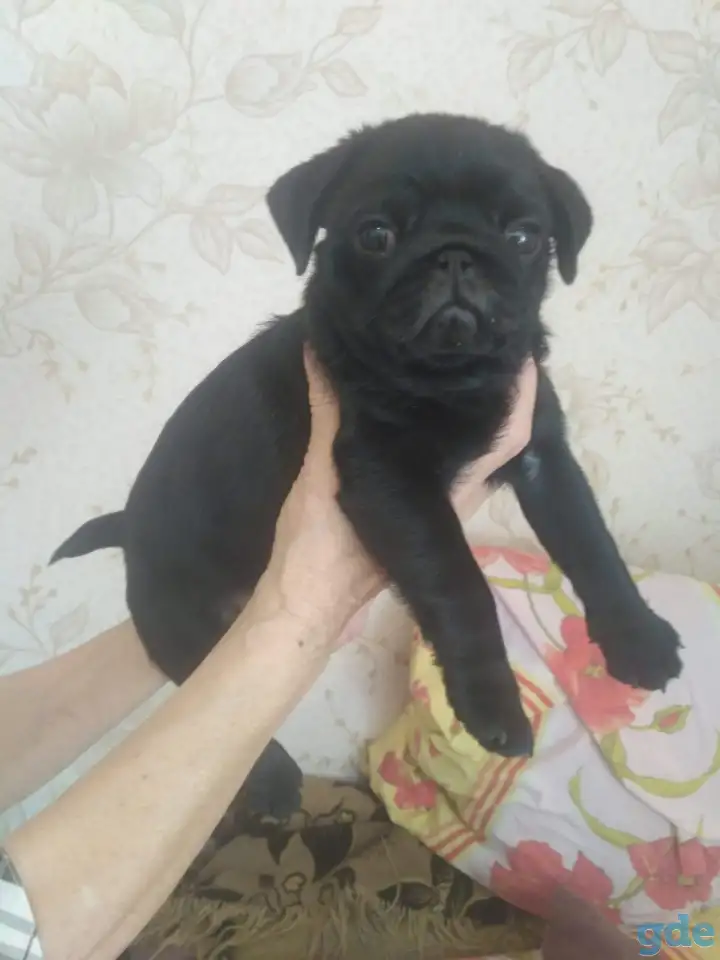 Продаются щенки мопса, фотография 2