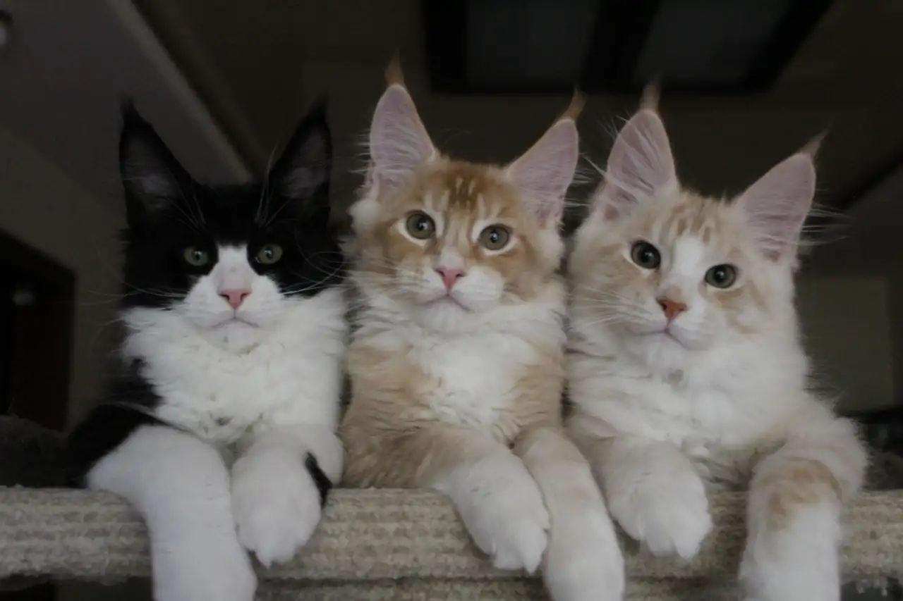 Котята мейн кун!, фотография 1