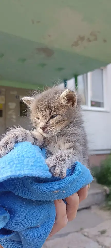 Срочно! Маленький Котенок мальчик в дар!, фотография 3