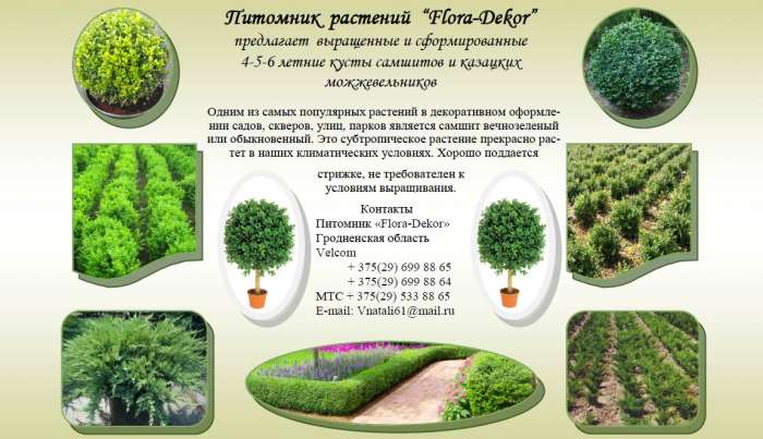 Декоративные растения Flora - Dekor, фотография 1