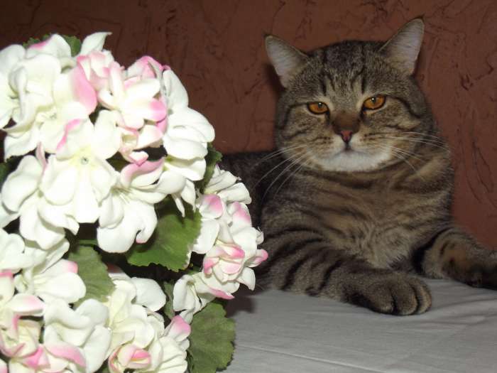 британские котята, фотография 9