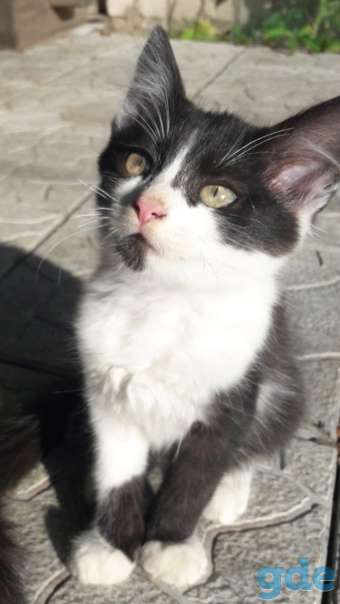 Котята ищут дом или передержку, фотография 3