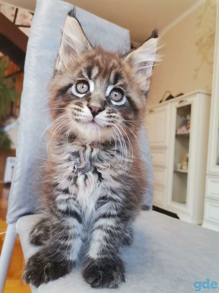 Котенок мейн-кун, фотография 1