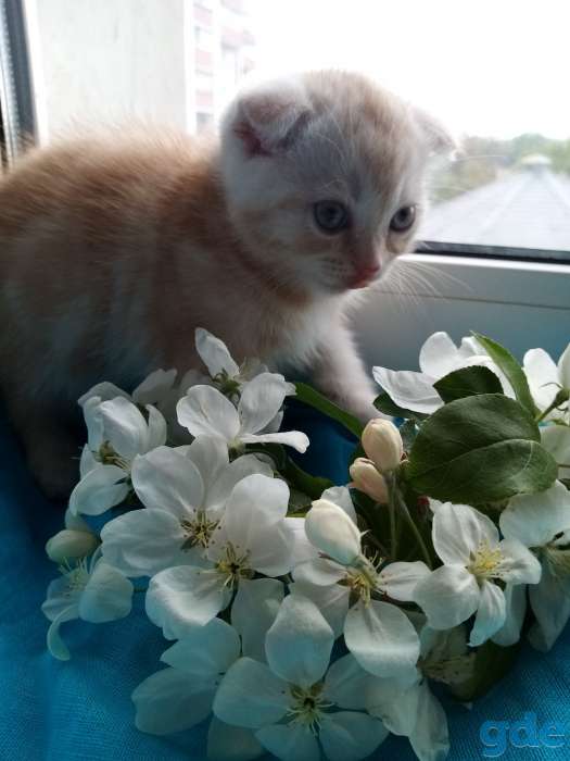Котята, фотография 3