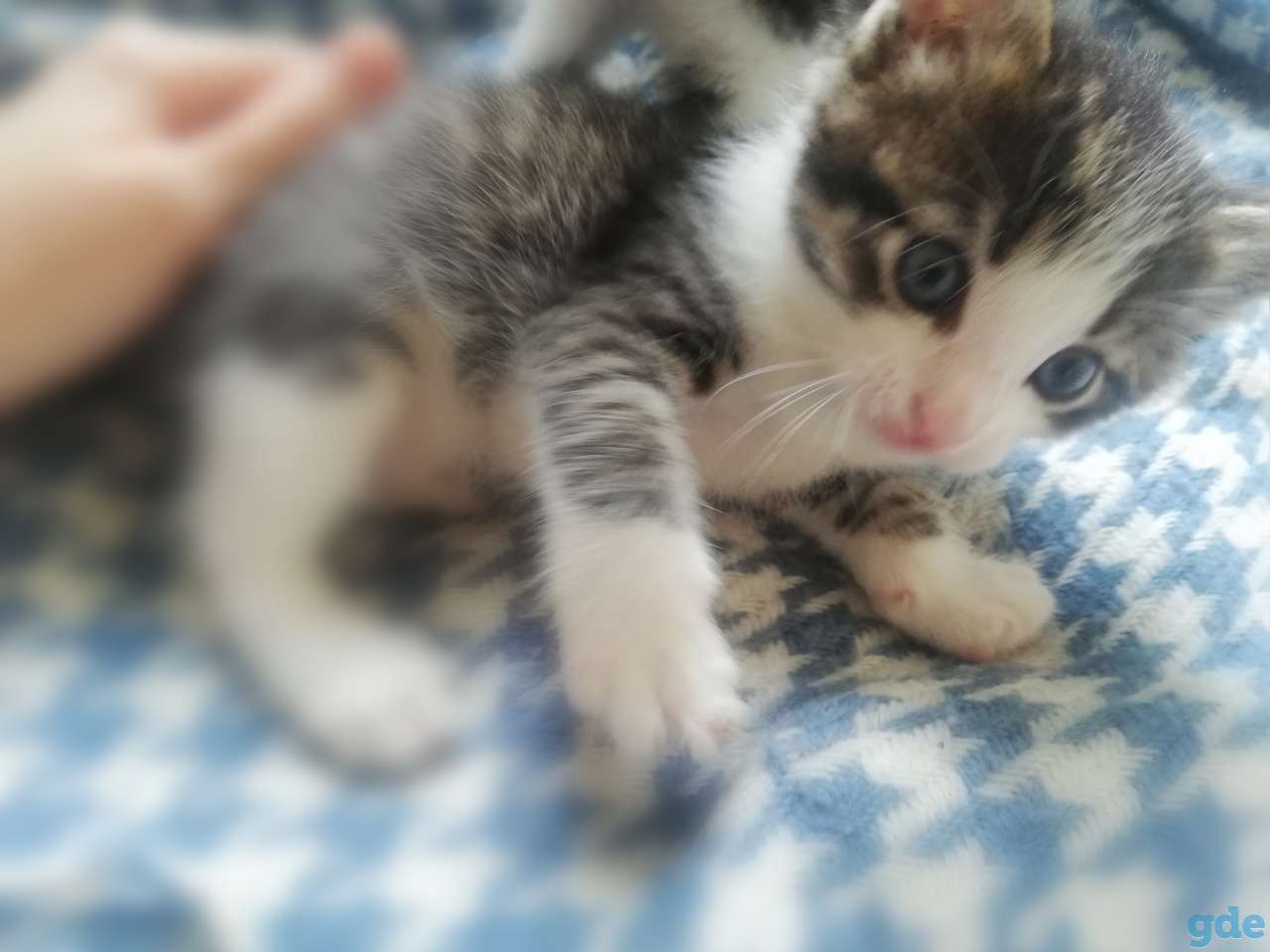 Отдам котят в хорошие руки, фотография 2