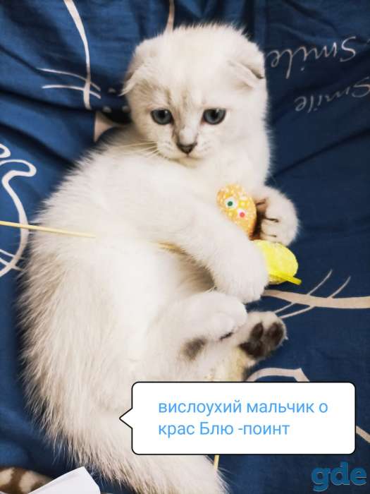 Чистокровные шотландские короткошерстные котята, фотография 2