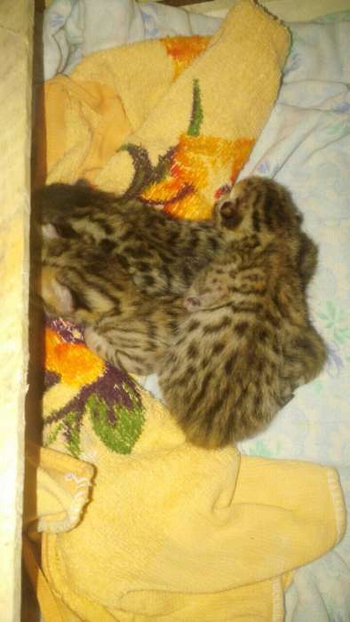 Котята бенгальские чистокровные, фотография 2